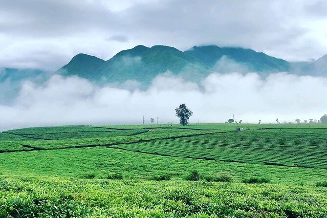 2-Day Motorbike Tour to Mu Cang Chai Loop from Sapa - O Quy Ho and the Lonely Tree