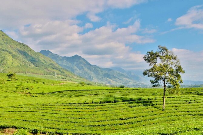 2-Day Motorbike Tour to Mu Cang Chai Loop from Sapa - Tân Uyên Tea Hill changes the color of the ride