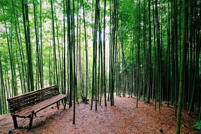2-Day Motorbike Tour to Mu Cang Chai Loop from Sapa - The bamboo forest offers a quieter stop