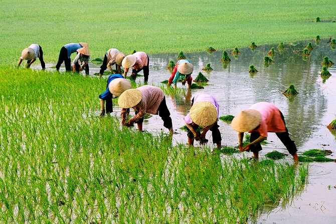 3 Hours Motorbike Tour in Hoi An Countryside. - Rice fields, rivers, and village roads
