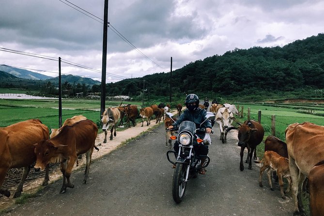 Da Lat's Countryside & Waterfalls Day Tour by Motorbike - Five things to know before booking