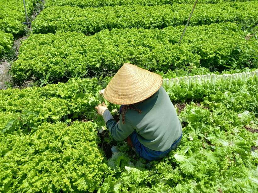 Dalat Countryside Motorbike Day Tour–Coffee Farms & Pagodas - K’ho village and the human side of the route