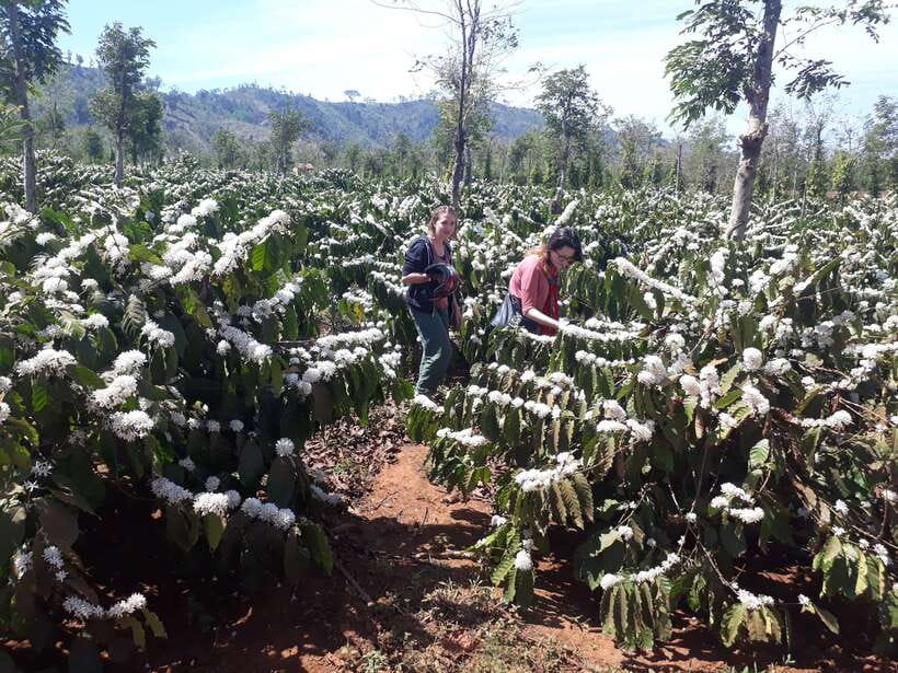 Motorcycle Tour - Countryside & Pongour Waterfall Day Tour - Elephant Waterfalls and a short stop at Linh An