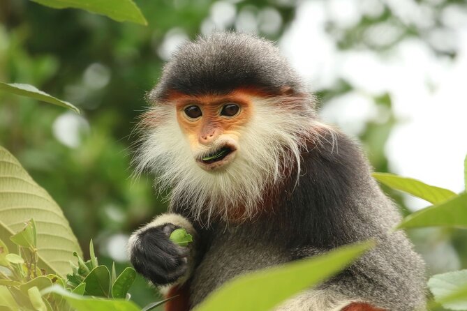 Red-shanked Douc - Private Motorbike Tour - Key points at a glance