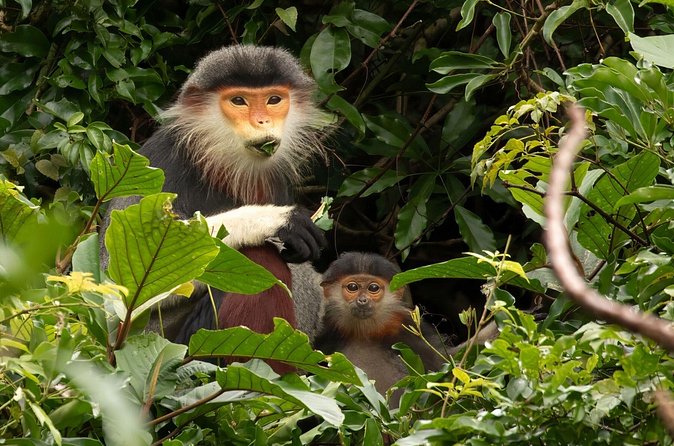 Red-shanked Douc - Private Motorbike Tour - Who will enjoy this outing most?