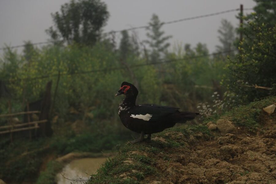 Sapa: Local Exploration on a Guided Motorbike Tour - Easy, moderate, or hard?