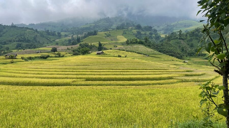 Sapa: Motorbike Tour 1 Day Visit Waterfalls & Local Villages - The Lonely Tree viewpoint and mountain roads