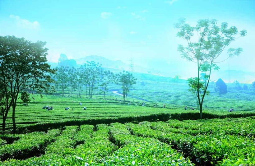 Sapa to Waterfall, Green Tea Farm with motorbike driver - Why this Sapa day trip feels different