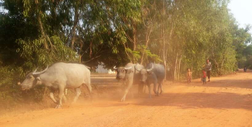 Siem Reap: 3-Hour Ancient Trails Motorbike Tour - Pradak market and the pagoda stop